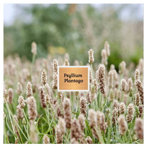 Psyllium Plantago