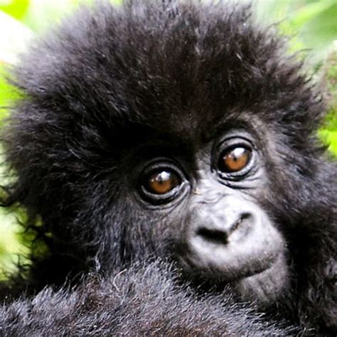 Mountain Gorilla Population Increases Volcanoes National Park Rwanda