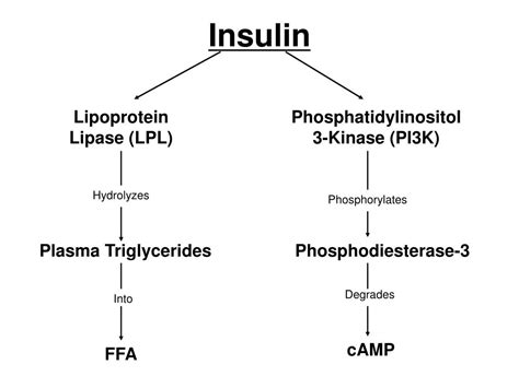 Ppt Regulation Of Adipocyte Lipolysis Powerpoint Presentation Free Download Id 3830403