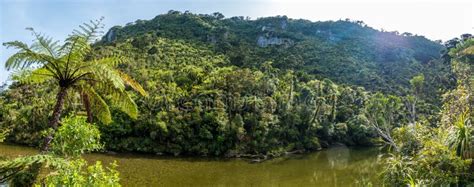 Rio Flui Atrav S De Floresta Tropical Temperada E Exuberante Foto De