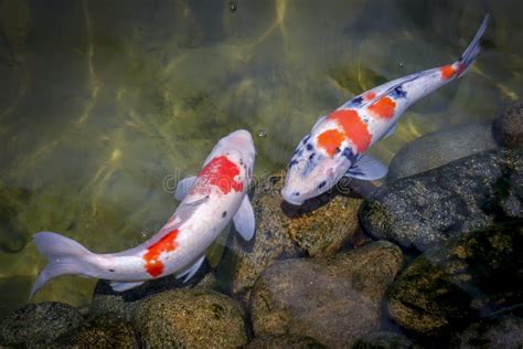 Peixes Coloridos Do Koi Que Nadam No Lago Imagem De Stock Imagem De