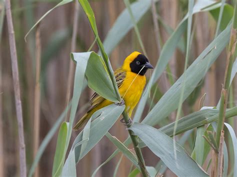 Lesser Masked Weaver St Lucia Bridge Siyabonga Jetty Flickr