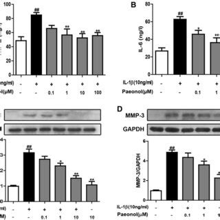 Paeonol suppressed IL 1β induced expression of pro inflammatory