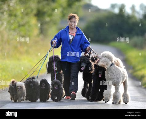 Group Walking Dogs Hi Res Stock Photography And Images Alamy