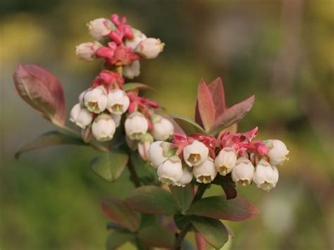 Heidelbeere BRAZEL BERRY PEACH SORBET Vaccinium Corymbosum