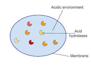 Lysosome | Definition, Function & Structure - Lesson | Study.com