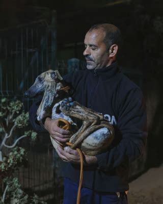 Photos Capturant L Mouvant Moment O Chiens De Refuge Et B N Voles