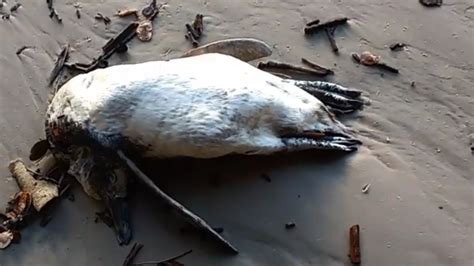 Pinguins são encontrados mortos em praia da Ilha do Mel