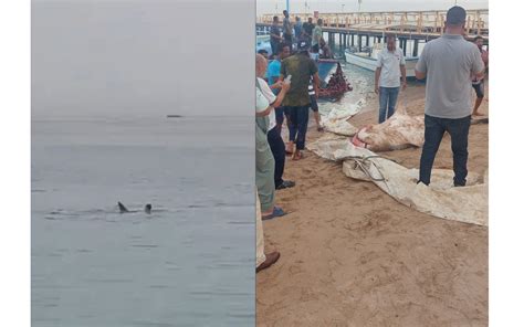 Captan Cómo Un Tiburón Tigre Devora A Un Joven En El Mar Rojo Videos