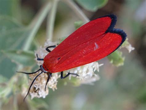 Lycomorpha grotei (Packard, 1864) | Butterflies and Moths of North America