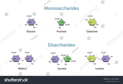 Monosaccharides Disaccharides Scientific Vector Illustration Stock Vector Royalty Free