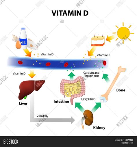 Schematic Diagram Vitamin D Vector & Photo | Bigstock