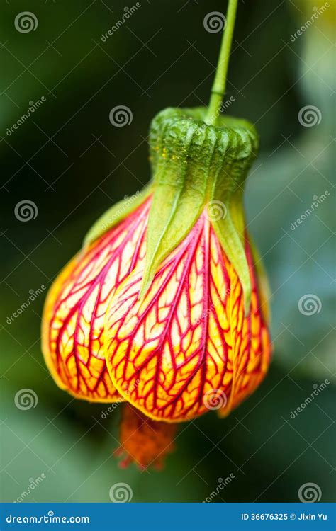 Abutilon Pictum Aka Red Vein Indian Mallow Chinese Lantern Stock