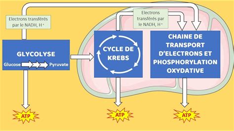 SVT Terminale Spécialité Les voies métaboliques aérobie et anaérobie