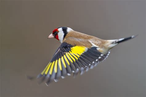 European Goldfinch Facts Temperament As Pets Care Pictures Singing