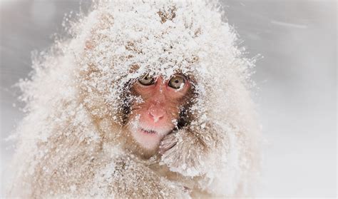 Japanese Macaque Monkey Primate Snow Wildlife Wallpaper - Resolution ...