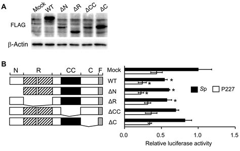 Nono Is A Negative Regulator Of Sox Promoter Cancer Genomics