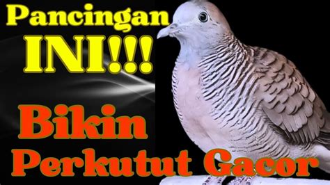 PERKUTUT LOKAL GACOR Suara Besar PERKUTUT DIAM MENDADAK GACOR YouTube