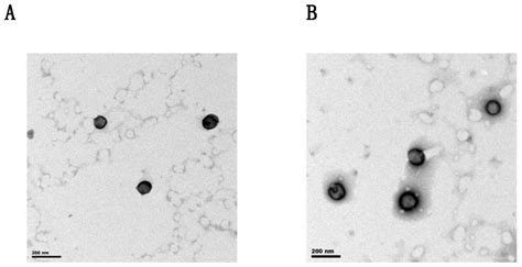 Tumor Targeted Drug Nanocrystal Delivery System Eureka Patsnap