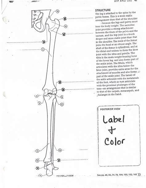 leg bones Diagram | Quizlet