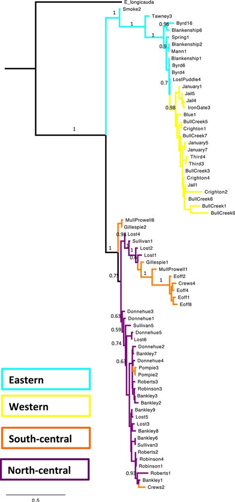 Bayesian Phylogeny Inferred From The Concatenated Sequence Data Of