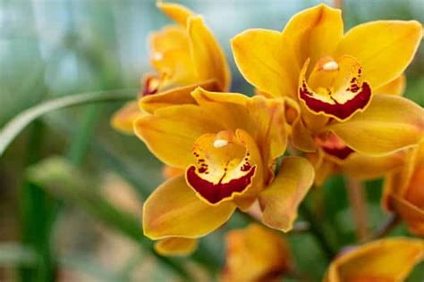 Topo Imagem Orqu Dea Cymbidium Amarela Como Cuidar Br