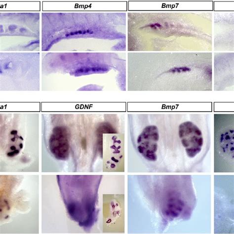 Wholemount In Situ Hybridization For The Expression Of The Less