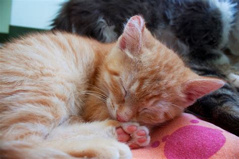 Sleepy Orange Tabby Kitten An Orange Tabby Kitten Sleep Flickr