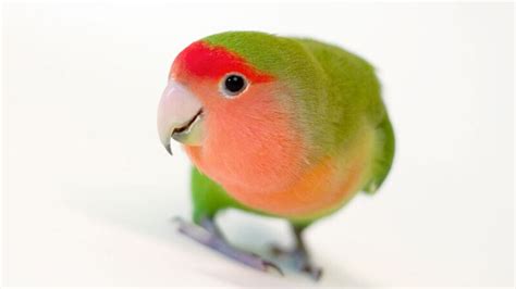 How Many Types Of Love Birds Fact About Lovebirds