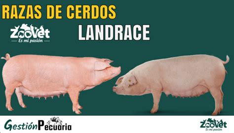 Raza de Cerdo Berkshire Principales Características