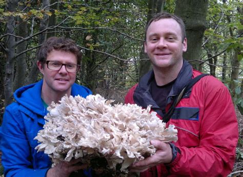 Hen of the Woods – Identification, Edibility, Distribution, Medicinal ...