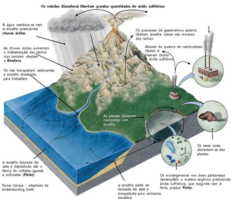 Ciclo Do Enxofre Só Biologia