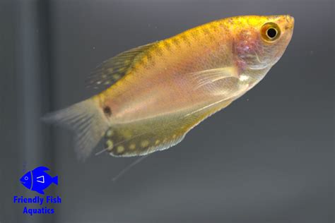 Golden Gourami - Friendly Fish Aquatics