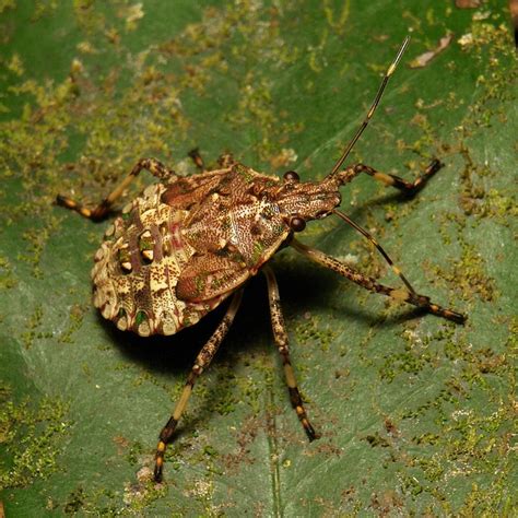 Giant Shield Bug Asiarcha Angulosa Tessaratomidae Shield Bugs