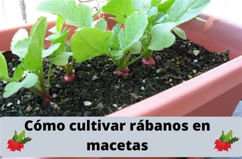 C Mo Cultivar R Banos En Macetas Tu Huerto Urbano En Casa Planta Tu