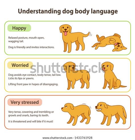 Dog Body Language Infographic Chart Understanding Stock Vector Royalty