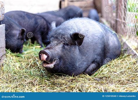 Vietnamese Pigs On The Farm Stock Photo Image Of Mammal Beautiful