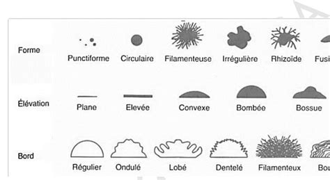 Morphologie des colonies bactériennes Download Scientific Diagram