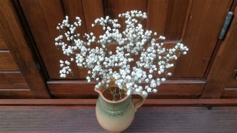 Souffle De B B S Ch Branches De Gypsophila Blanches Etsy