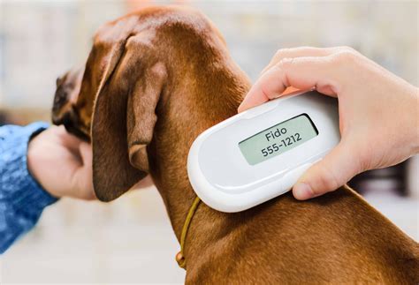 Everything You Need To Know About Microchipping Your Pet Neater Pets