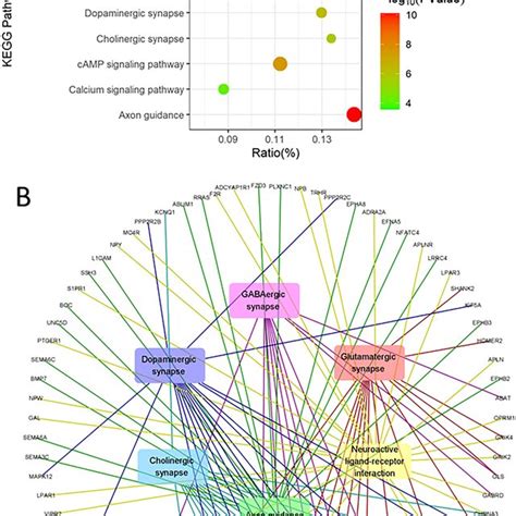 Kegg Pathway Enrichment Of Degs A Bubble Plot Shows The Functional