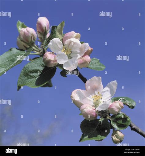 Apple Tree Branch Blossoms Close Up Fruit Tree Apple Malus Spec