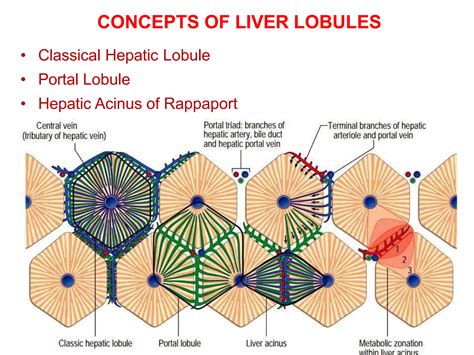 Histology of liver ppt | PPT