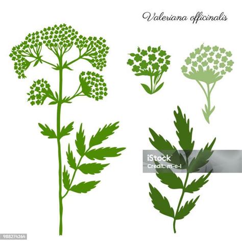 Ilustración De Valeriana Officinalis Mano Ilustración Dibujado Vector Aislado En Y Más Vectores