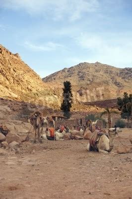 Kamele Auf Dem Berge Sinai Ort Der Zehn Gebote Und Moses Leinwandbilder