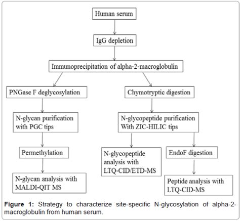 An N Glycosylation Analysis Of Human Alpha 2 Macroglobulin Using