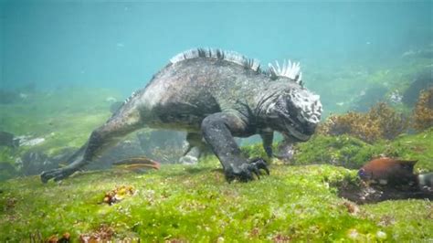 Swim Alongside a Galápagos Marine Iguana