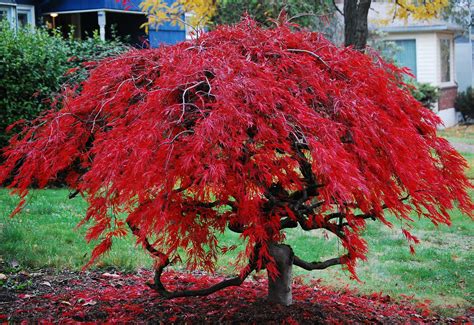 Dwarf japanese maple - polizwings