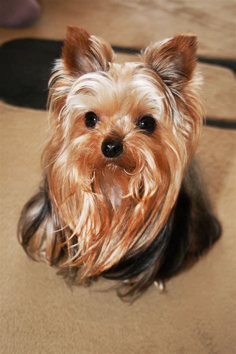 Yorkies on Pinterest | Yorkie, Yorkie Puppy and Yorkshire Terrier