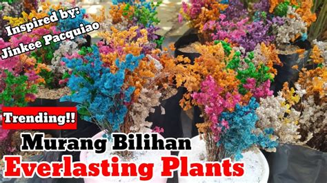 Trending Murang Bilihan Ng Everlasting Plants Sa Silang Cavite YouTube